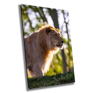 Leone africano all'alba - Regno animale - Safari - Stampa / Tela / Acrilico / Metallo