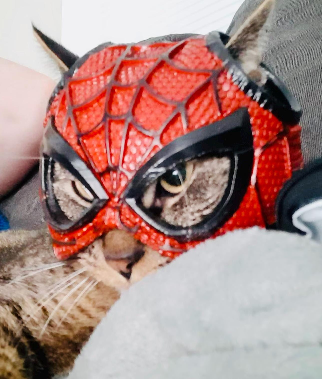 Black Cat Costume Spider Man