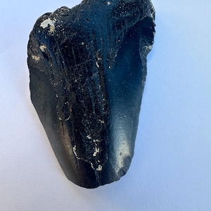 Puede incluir: Un diente de tiburón fosilizado grande y negro. El diente es liso y tiene una punta puntiaguda.