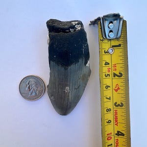 Puede incluir: Un diente de tiburón fosilizado, que mide aproximadamente 7,6 cm de largo, junto a una moneda de un cuarto de dólar estadounidense para la escala. El diente es gris oscuro y tiene una textura rugosa.