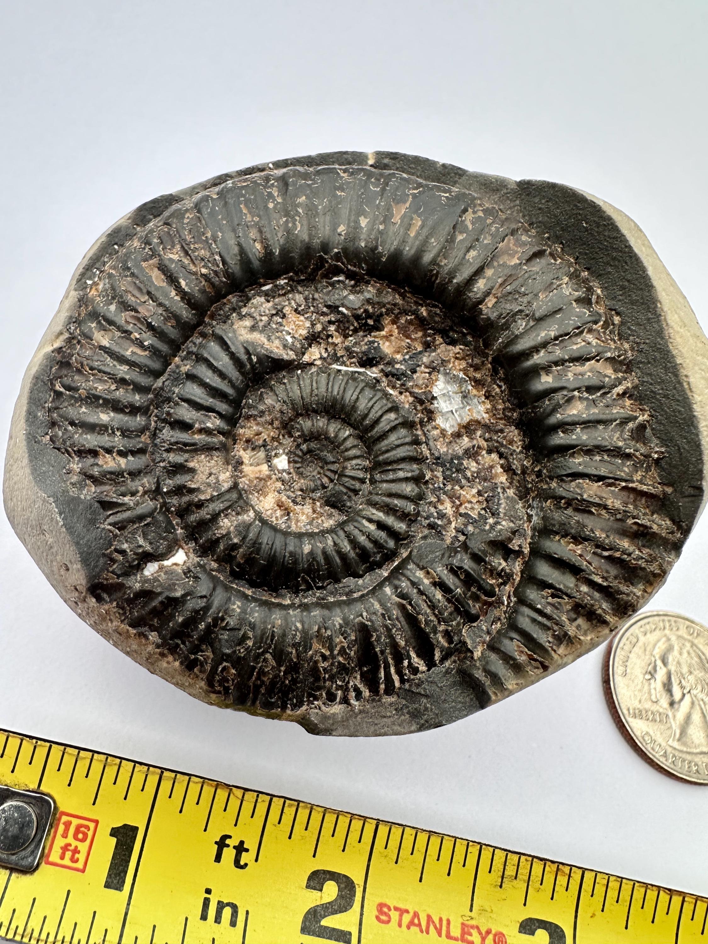 3.25インチ アンモナイト化石 – 本物 - Etsy 日本