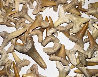 Fossilized Shark Teeth from Morocco - 6 for 10 dollars.