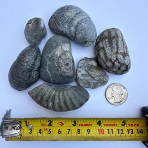 Fossil Rock Collection - Ammoniten, Meeresfossilien und einzigartige Naturformen.