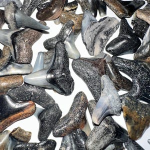 Fossil Shark Teeth - 6 for 10 dollars - Southeast USA.