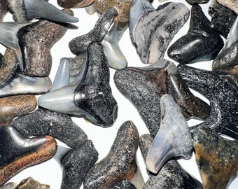 Fossil Shark Teeth - 6 for 10 dollars - Southeast USA.