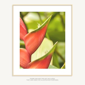 Lobster Claw Heliconia, Gardening Print, Flower Photography, Tropical Photography, Large Wall Art, Flower Decor, Gift Idea