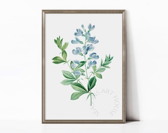 Sweet Pea Botanical Print, Vintage Blue Floral Wall Art, Antique Garden Flower | SKU# 5-504.1A