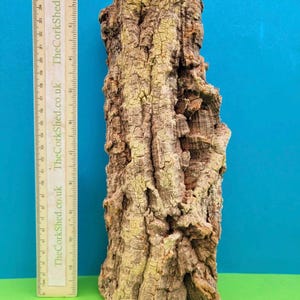 May include: A piece of natural cork bark with a rough, textured surface. The bark is primarily brown with patches of yellow and green. A ruler is placed next to the cork bark, showing measurements in centimetres.