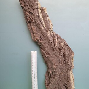 May include: A large piece of cork bark with a rough, textured surface. The bark is primarily brown with lighter beige sections. A ruler is placed next to the bark for scale.