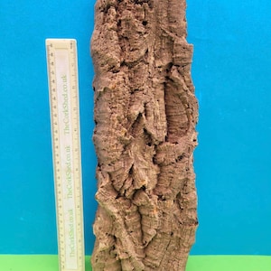 May include: A piece of natural cork bark with a rough, textured surface. The bark is a light brown colour and has a vertical orientation. A ruler is placed next to the bark for scale. The background is a bright blue.