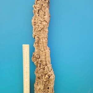 May include: A piece of natural cork bark with a rough, textured surface. The bark is light brown and beige, with a long, irregular shape. A ruler is placed next to the bark for scale. The background is a bright blue and green.