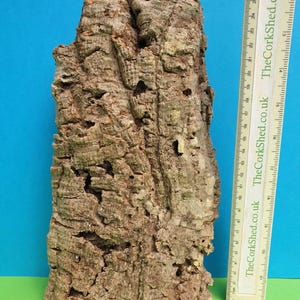 May include: A piece of natural cork bark, approximately 45 cm tall, with a rough, textured surface and a light brown colour. The bark is ideal for use in terrariums or as a decorative element.