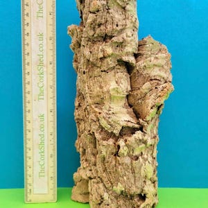 May include: A large piece of natural cork bark, with a rough, textured surface. The bark is a mix of light and dark browns. A ruler is placed next to the bark. The background is a bright blue and green. The bark is approximately 24 cm tall.