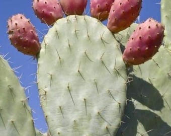 Giant 30-45CM Opuntia (Prickly Pear) Cactus Cuttings – 2 for Just 19.99