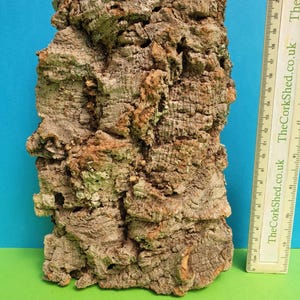 May include: A large piece of natural cork bark, with a rough, textured surface in shades of brown and tan. The bark is set against a blue and green backdrop, emphasizing its organic form. A ruler is visible.