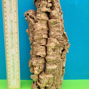 May include: A section of natural cork bark with a rugged, textured surface. The bark is light brown and has a cylindrical form. A ruler is placed beside the bark, showing measurements in centimetres.
