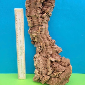 May include: A piece of natural cork bark with a rough, textured surface and varying shades of brown. A ruler is placed next to the cork, with the text "TheCorkShed.co.uk" visible. The background is a solid teal colour.