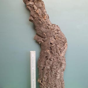 May include: A large piece of natural cork bark, approximately 76 cm tall, with a rough, textured surface. The bark is a light brown colour and has a variety of shapes and sizes. The bark is perfect for use in terrariums, vivariums, or as a decorative element in a home.