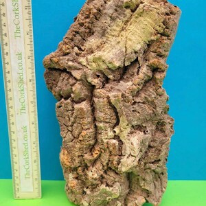 May include: A section of cork bark with a rugged, textured appearance. The bark is mainly brown with lighter beige and yellow areas. A ruler is positioned beside the bark, displaying measurements in centimetres.