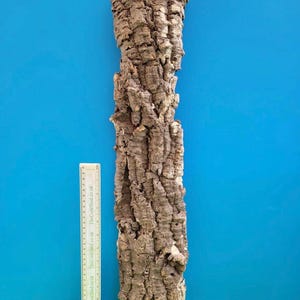 May include: A section of natural cork bark, displaying a rugged, textured appearance. The bark features a blend of brown and grey hues, presented vertically against a blue backdrop. A ruler is positioned beside the bark for size comparison.