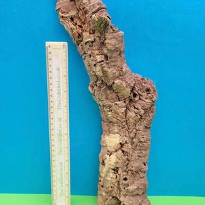 May include: A piece of natural cork bark with a rough, textured surface and a light brown colour. The bark has several holes and crevices. A ruler is placed next to the bark, with the text "TheCorkShed.co.uk" printed on it.