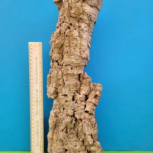 May include: A piece of natural cork bark with a rough, textured surface and a light brown colour. A ruler is placed next to the cork bark. The background is a bright blue and green.