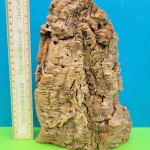 May include: A large piece of natural cork bark with an irregular shape. The bark is light brown with a rough, textured surface and many holes. A ruler is placed next to the cork, showing measurements in centimetres.