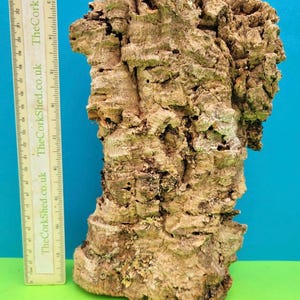 May include: A large piece of natural cork bark with a rough, textured surface, displaying shades of brown and tan. The bark has many crevices and holes. A ruler in inches and centimeters is placed next to the cork for scale. TheCorkShed.co.uk is printed on the ruler.