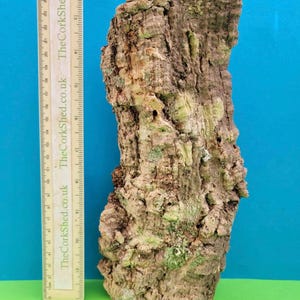 May include: A piece of natural cork bark with a rough, textured surface. The bark is primarily brown with patches of green and a few small holes. A ruler with the text "TheCorkShed.co.uk" is placed next to the cork, showing measurements in centimetres.