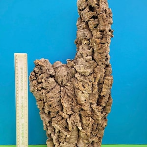May include: A large piece of natural cork bark with a rough, textured surface. The bark is a light brown colour and has a vertical orientation. A ruler is placed next to the bark for scale. The background is blue and green.