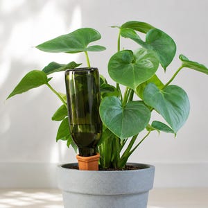 May include: A green glass bottle waterer inserted into a terracotta pot, placed in a gray pot with a green leafy plant. The plant has large, heart-shaped leaves. The waterer is filled with water.