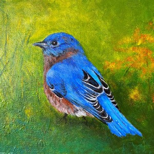Birds