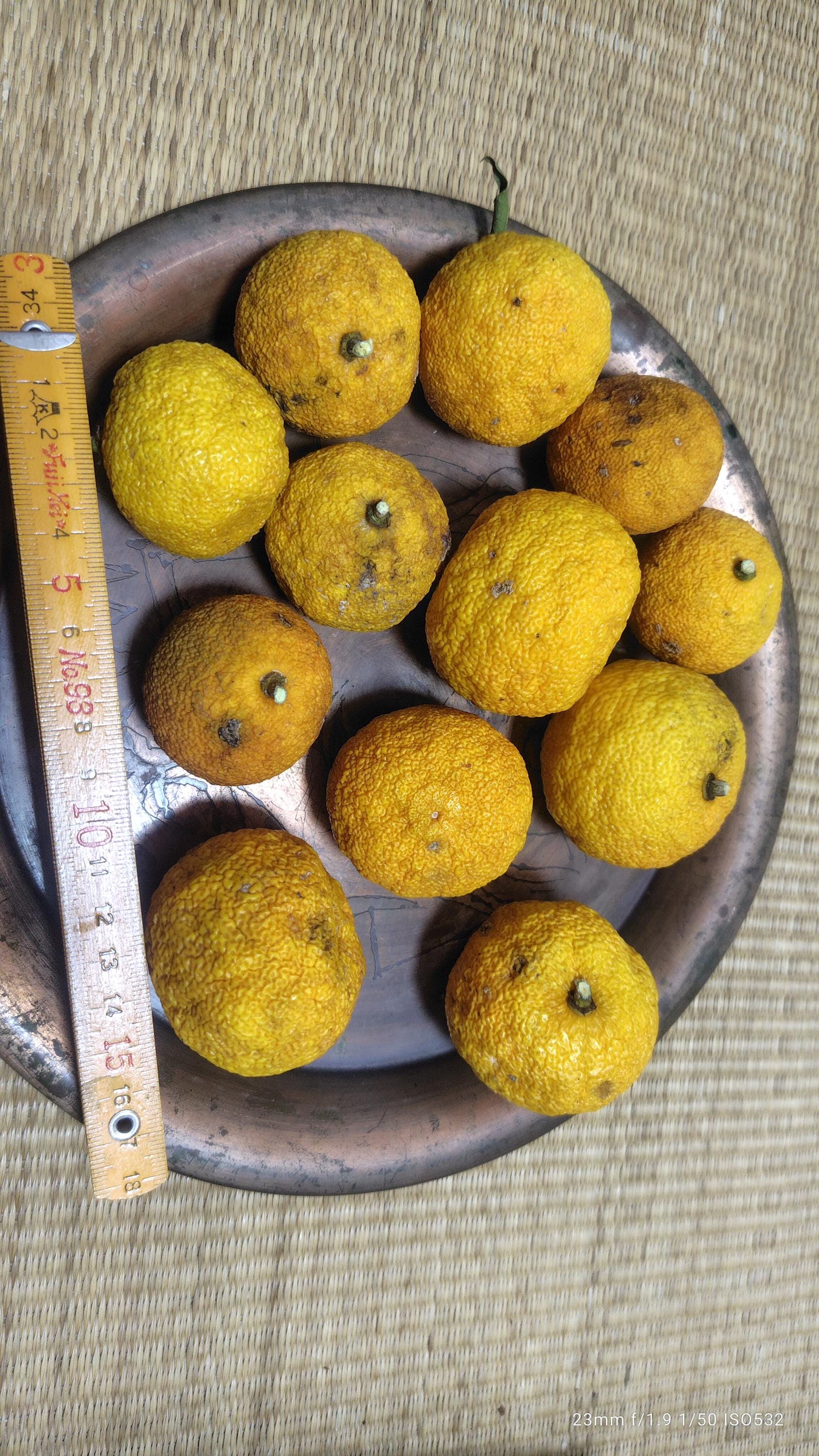 Yuzu Seeds - Etsy Hong Kong