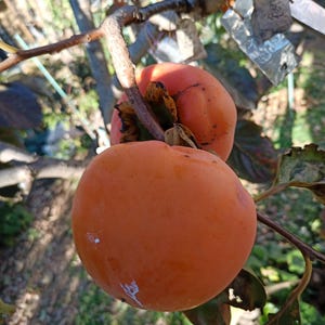 graines de kaki (doux) &#39;Midai&#39; Diospyros kaki 3 graines