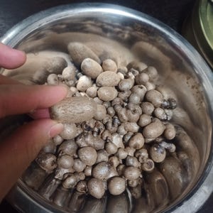 Op de afbeelding: Een roestvrijstalen kom gevuld met talrijke kleine, ovaalvormige, bruinachtige objecten. Een object wordt door een hand vastgehouden. De objecten hebben een textuur en variëren enigszins in grootte. De kom is gedeeltelijk zichtbaar.