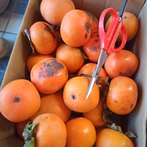 Può includere: Una scatola di cartone piena di cachi arancioni maturi. La frutta ha una buccia liscia e alcuni hanno macchie scure. Un paio di forbici con manici rossi sono appoggiate tra i cachi, suggerendo la raccolta o la preparazione.