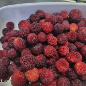 seeds wax myrtle yangmei yamamomo&#39;&#39; Morella rubra 10 seeds collected in 2025