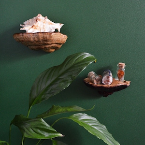 Mushroom wall shelf | Real fungi decor | Natural forest decoration