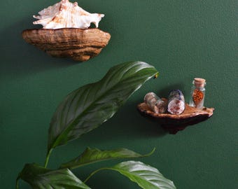 Mushroom wall shelf | Real fungi decor | Natural forest decoration