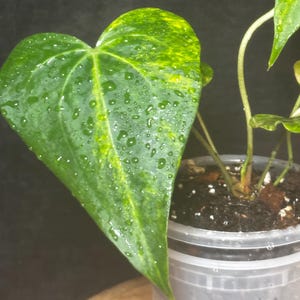 Anthurium delta force - Etsy 日本