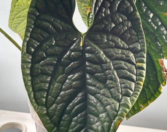 Anthurium Luxurians - Etsy