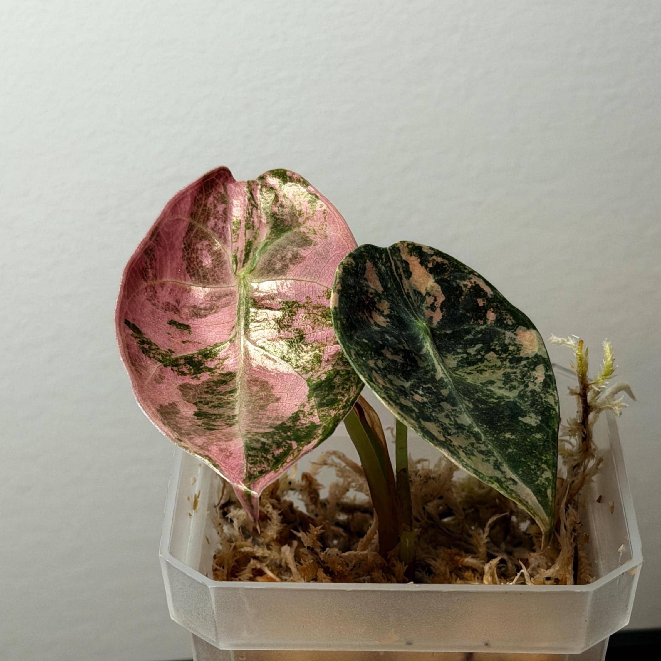 Alocasia cuprea pink - Etsy 日本