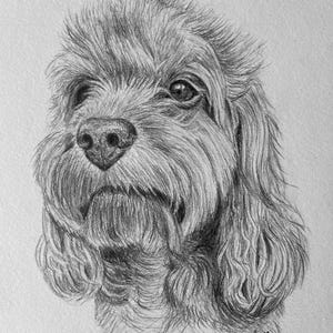 Custom Dog Portrait Drawing
