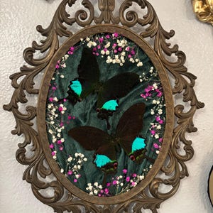 Bubble Glass Moth - Etsy