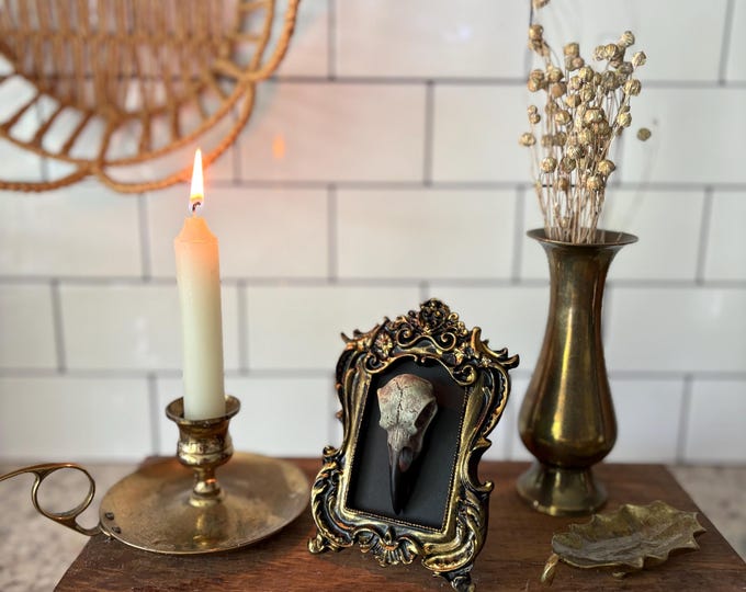 Bird skull vintage style framed gothic decor Altar Spell | Shrine | witchcraft Unique oddities - handmade unique goth gift | faux skull