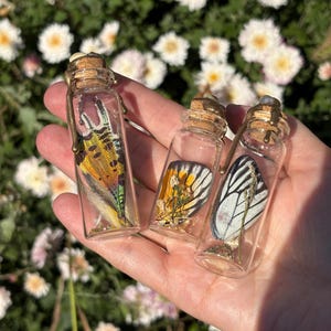 May include: Three small glass bottles with cork stoppers, each containing a preserved butterfly wing. The wings display vibrant colors of yellow, orange, black, and white. The bottles are held in a hand against a blurred background of white flowers.
