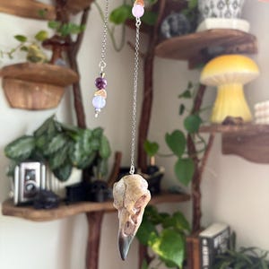 May include: A pendant featuring a bird skull suspended from a silver chain. The chain is adorned with purple, pink, and blue beads. The skull is off-white with a dark beak. The pendant is held up in front of a shelf with plants.