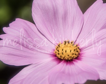 Cosmo Flower - Color Photography - Digital Download