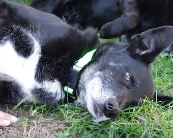 Handmade Recycled Rubber Dog Collar