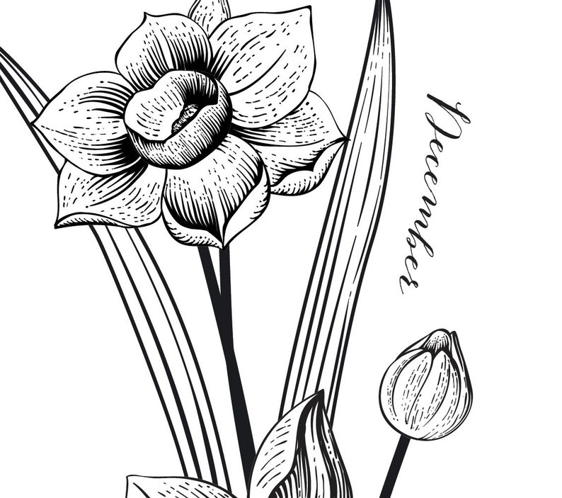 December flower of the Month Print narcissus Etsy